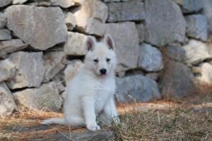 White-Swiss-Shepherd-Puppies-06062019-0216