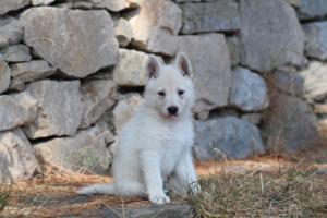 White-Swiss-Shepherd-Puppies-06062019-0217