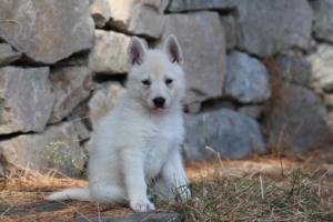 White-Swiss-Shepherd-Puppies-06062019-0219