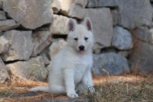 White-Swiss-Shepherd-Puppies-06062019-0221