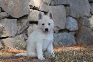 White-Swiss-Shepherd-Puppies-06062019-0222