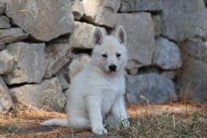 White-Swiss-Shepherd-Puppies-06062019-0223