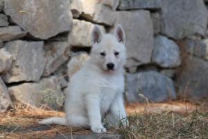 White-Swiss-Shepherd-Puppies-06062019-0224