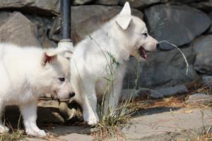 White-Swiss-Shepherd-Puppies-06062019-0225