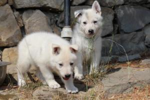 White-Swiss-Shepherd-Puppies-06062019-0227