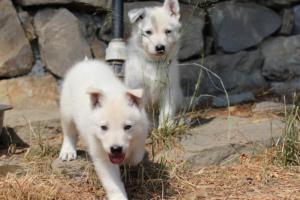White-Swiss-Shepherd-Puppies-06062019-0228