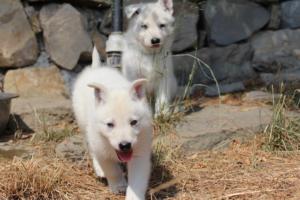 White-Swiss-Shepherd-Puppies-06062019-0229