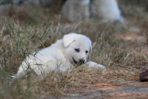 White-Swiss-Shepherd-Puppies-06062019-0231
