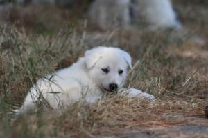 White-Swiss-Shepherd-Puppies-06062019-0232