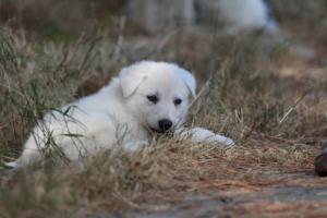 White-Swiss-Shepherd-Puppies-06062019-0233