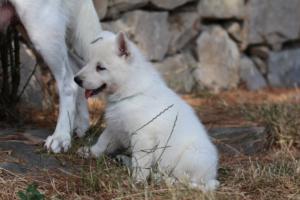 White-Swiss-Shepherd-Puppies-06062019-0234