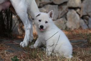 White-Swiss-Shepherd-Puppies-06062019-0235