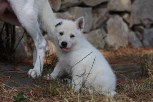 White-Swiss-Shepherd-Puppies-06062019-0236