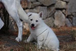 White-Swiss-Shepherd-Puppies-06062019-0237