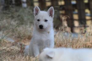 White-Swiss-Shepherd-Puppies-06062019-0238
