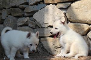 White-Swiss-Shepherd-Puppies-06062019-0239
