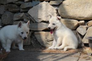 White-Swiss-Shepherd-Puppies-06062019-0240