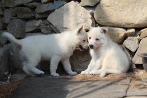 White-Swiss-Shepherd-Puppies-06062019-0241