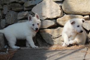 White-Swiss-Shepherd-Puppies-06062019-0242