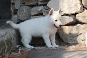 White-Swiss-Shepherd-Puppies-06062019-0243