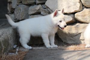 White-Swiss-Shepherd-Puppies-06062019-0244