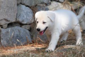 White-Swiss-Shepherd-Puppies-06062019-0247