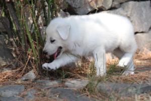 White-Swiss-Shepherd-Puppies-06062019-0249