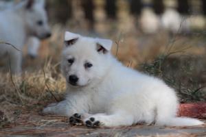 White-Swiss-Shepherd-Puppies-06062019-0251