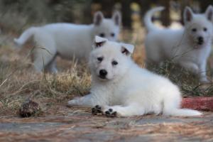 White-Swiss-Shepherd-Puppies-06062019-0253