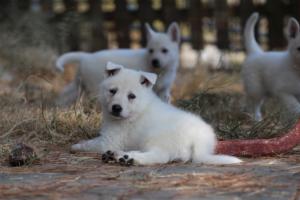 White-Swiss-Shepherd-Puppies-06062019-0254