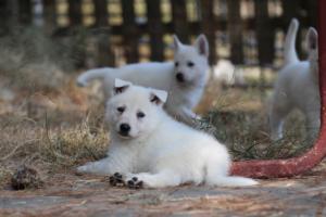 White-Swiss-Shepherd-Puppies-06062019-0255
