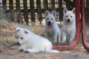 White-Swiss-Shepherd-Puppies-06062019-0258