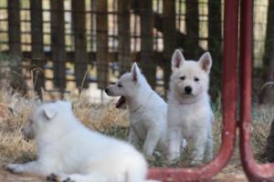 White-Swiss-Shepherd-Puppies-06062019-0259