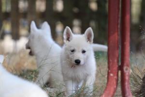 White-Swiss-Shepherd-Puppies-06062019-0260