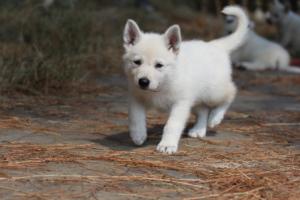 White-Swiss-Shepherd-Puppies-06062019-0262