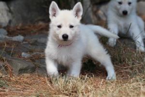 White-Swiss-Shepherd-Puppies-06062019-0263