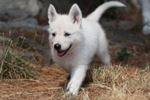 White-Swiss-Shepherd-Puppies-06062019-0264