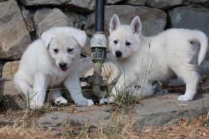 White-Swiss-Shepherd-Puppies-06062019-0268