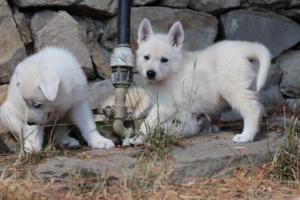 White-Swiss-Shepherd-Puppies-06062019-0269