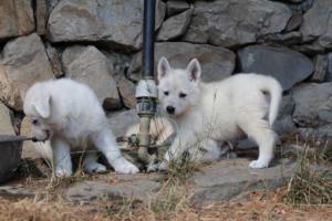 White-Swiss-Shepherd-Puppies-06062019-0270