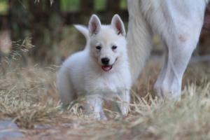 White-Swiss-Shepherd-Puppies-06062019-0271