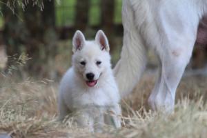 White-Swiss-Shepherd-Puppies-06062019-0272