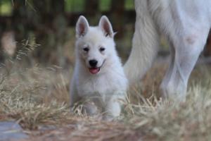 White-Swiss-Shepherd-Puppies-06062019-0273