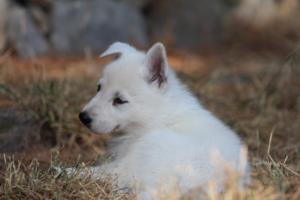 White-Swiss-Shepherd-Puppies-06062019-0278