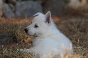 White-Swiss-Shepherd-Puppies-06062019-0279
