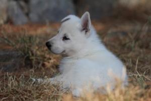 White-Swiss-Shepherd-Puppies-06062019-0280