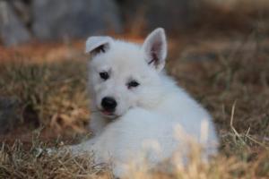 White-Swiss-Shepherd-Puppies-06062019-0281