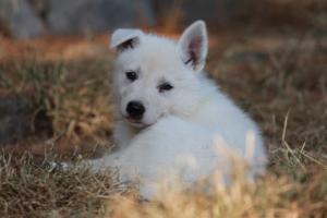 White-Swiss-Shepherd-Puppies-06062019-0282