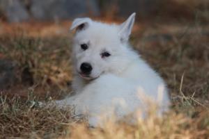 White-Swiss-Shepherd-Puppies-06062019-0283