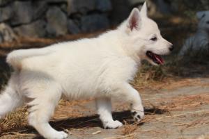 White-Swiss-Shepherd-Puppies-06062019-0288